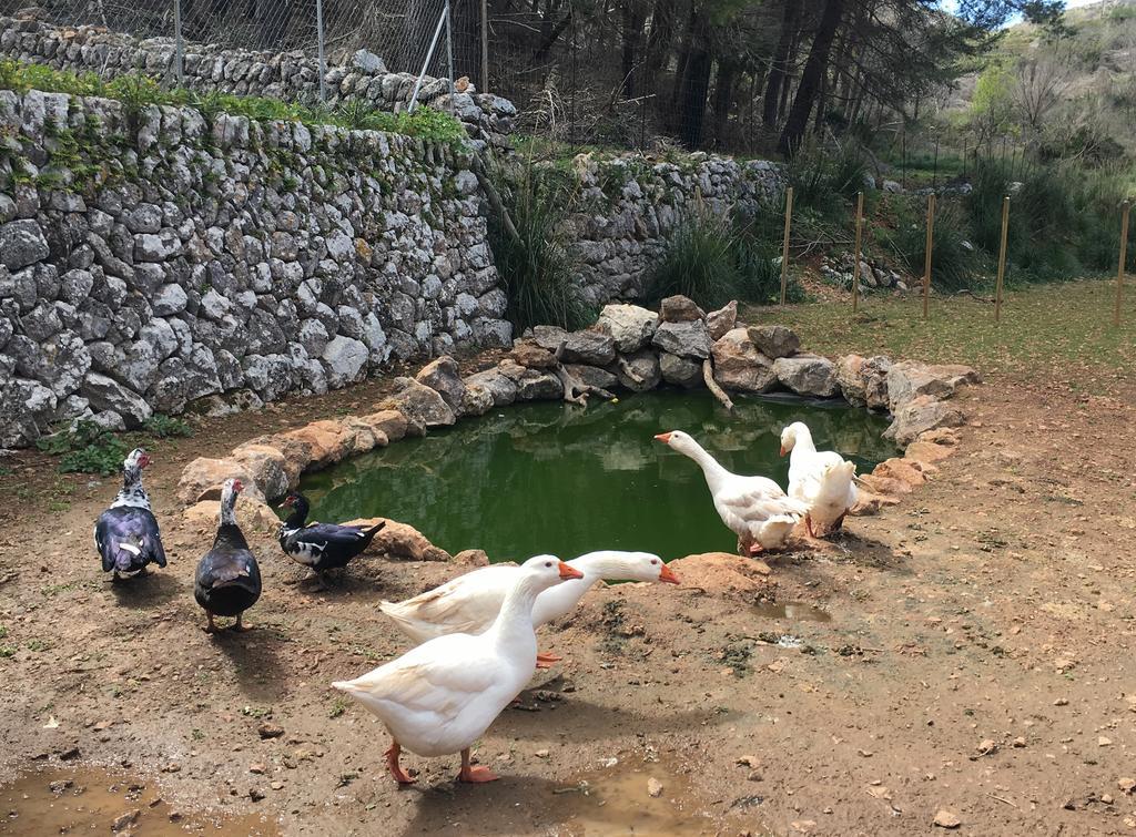 Finca Ses Fontanelles Andraitx Ngoại thất bức ảnh